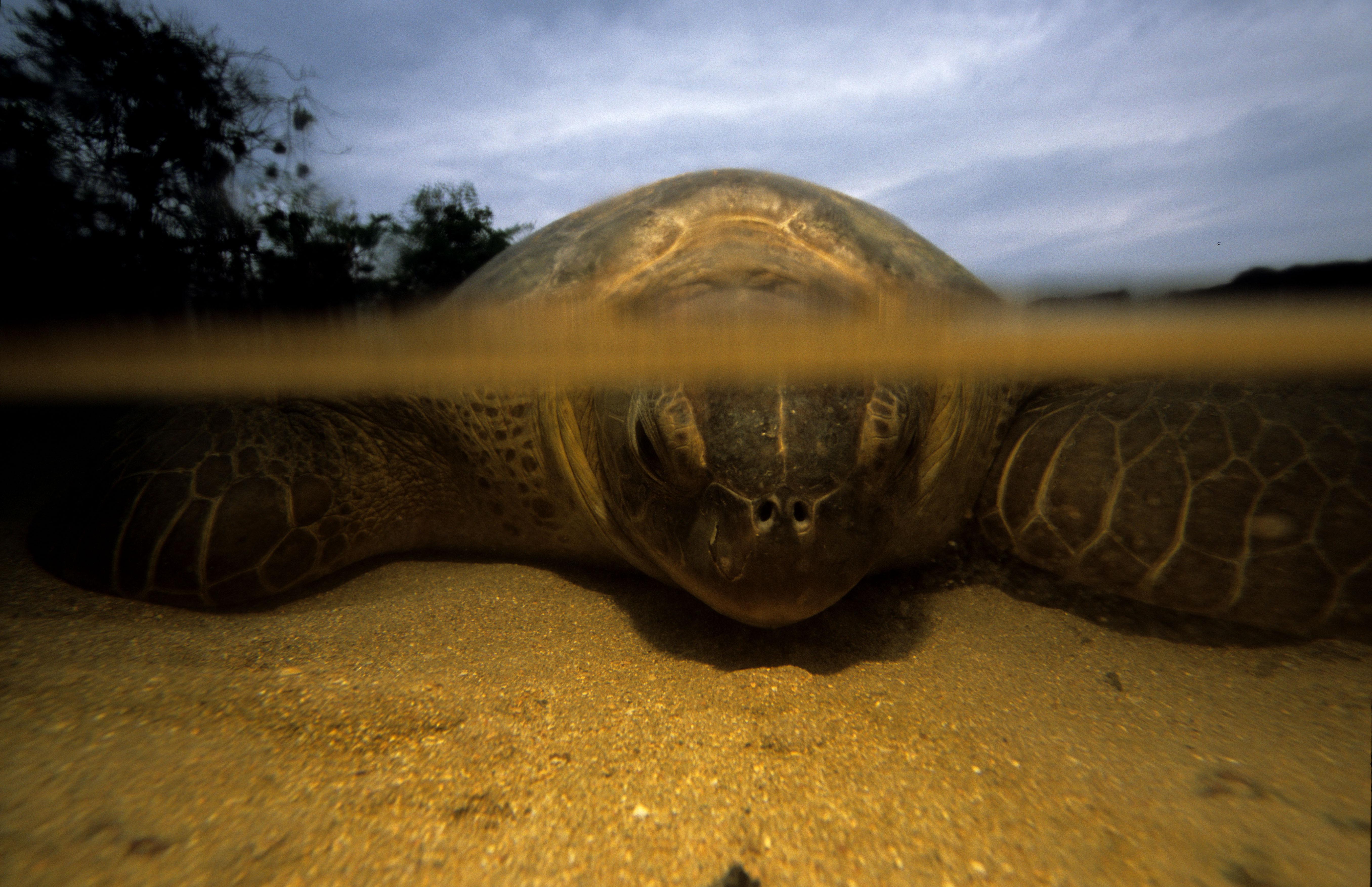 Tortue marine adulte